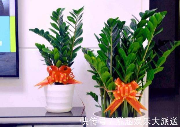 土豆根|养好金钱树,浇水“三年功”,伺候好土豆根,长满一盆“金钱叶”