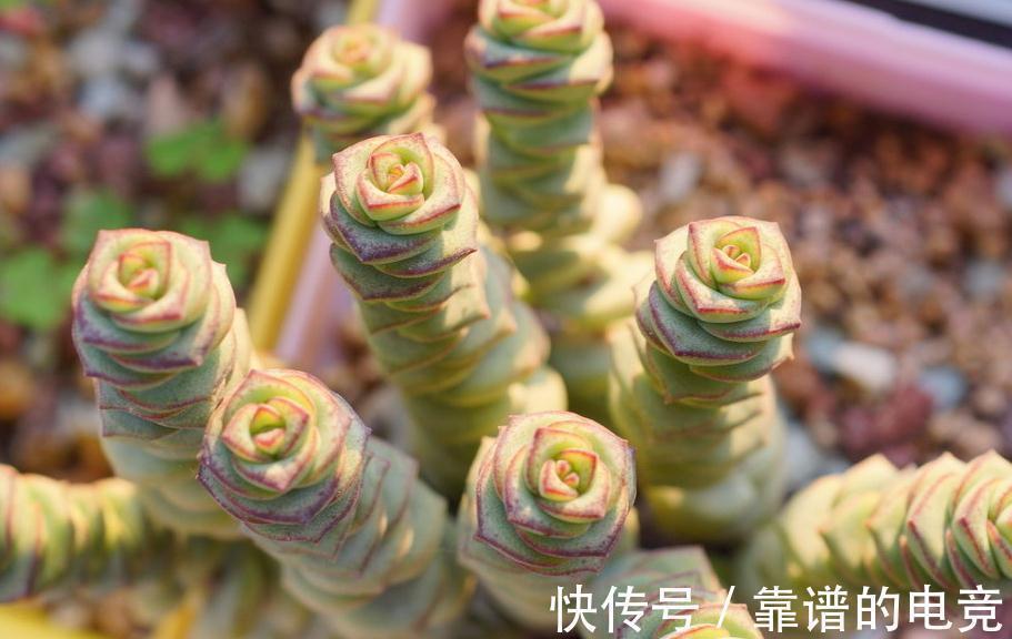 多肉|多肉植物蚧壳虫太可怕,5个简单处理方法,轻松消灭蚧壳虫