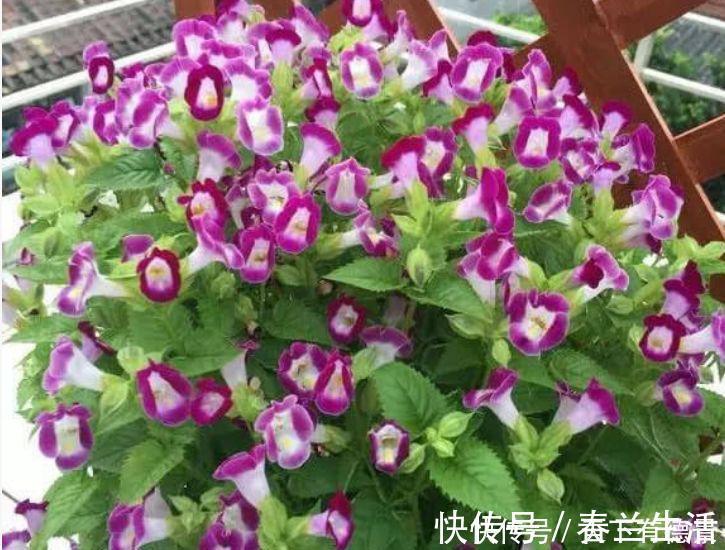 4种花是花卉中的“佼佼者”，花朵仙又美，全年开花不断
