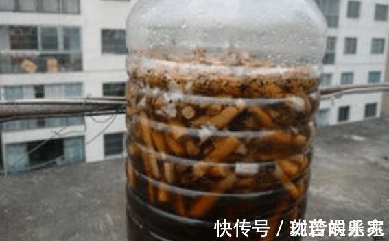 蚊虫|养花虫子多老花农用3种“驱虫水”,虫子通通消失,花朵蹭蹭长