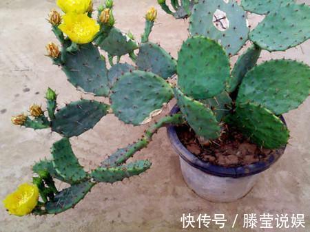 仙人掌浇水有讲究，死记这几点，蹭蹭长成大高个！