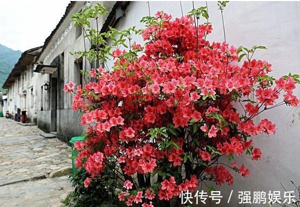 养花要先懂花,以下几种居家好养花卉,你知道它们的生长习性吗