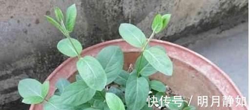 不想买花就养这，随手扦插1个枝，10天发芽，能长成老桩，花芳香
