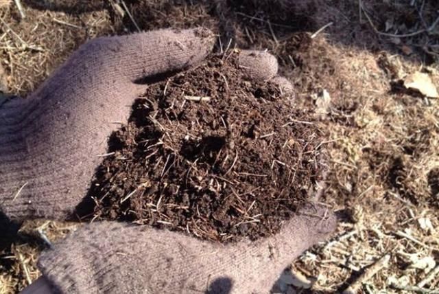 花盆里放这“4种料,”叶子越长越肥,土壤不板结,花开一朵朵