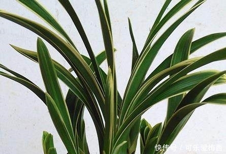 半年了,老妈对它不闻不问,一滴水没浇,没想到长的这么好