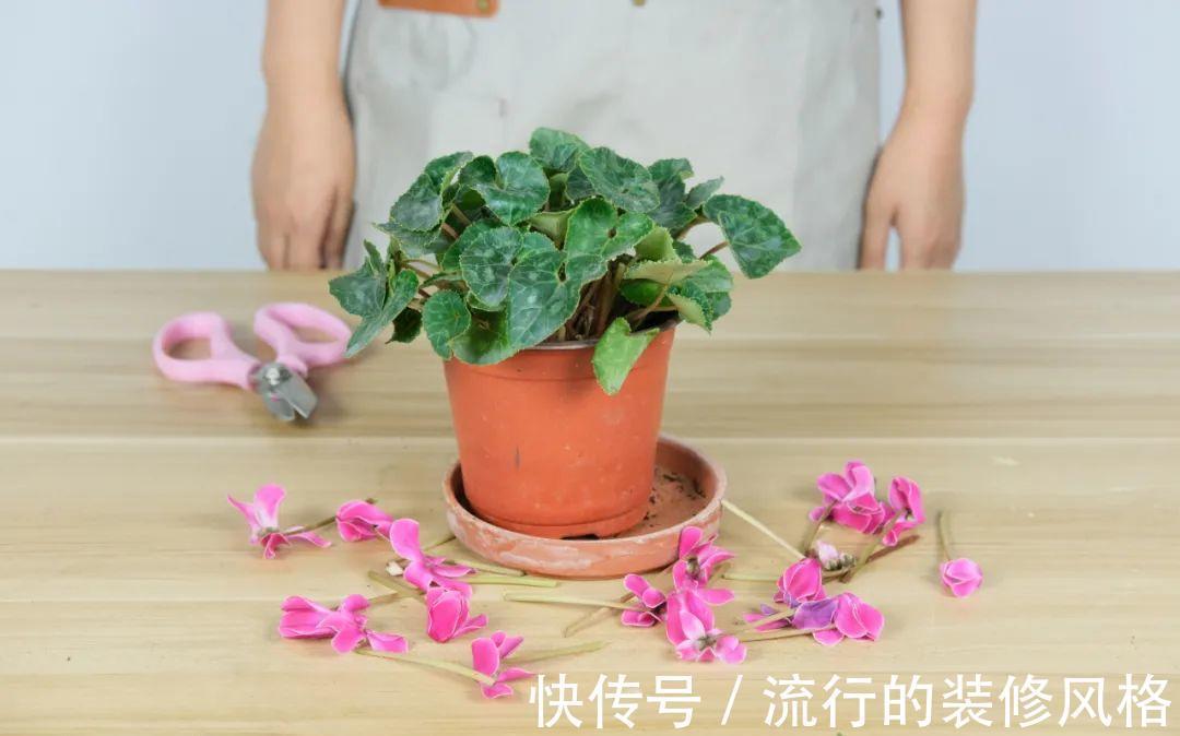 君子兰|8种花夏天不能买，买回来就死，白浪费钱