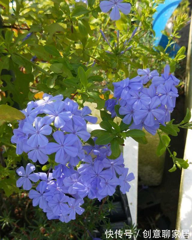 虎皮兰|谁说养花浪费钱?学会这3个小妙招,养花很省钱