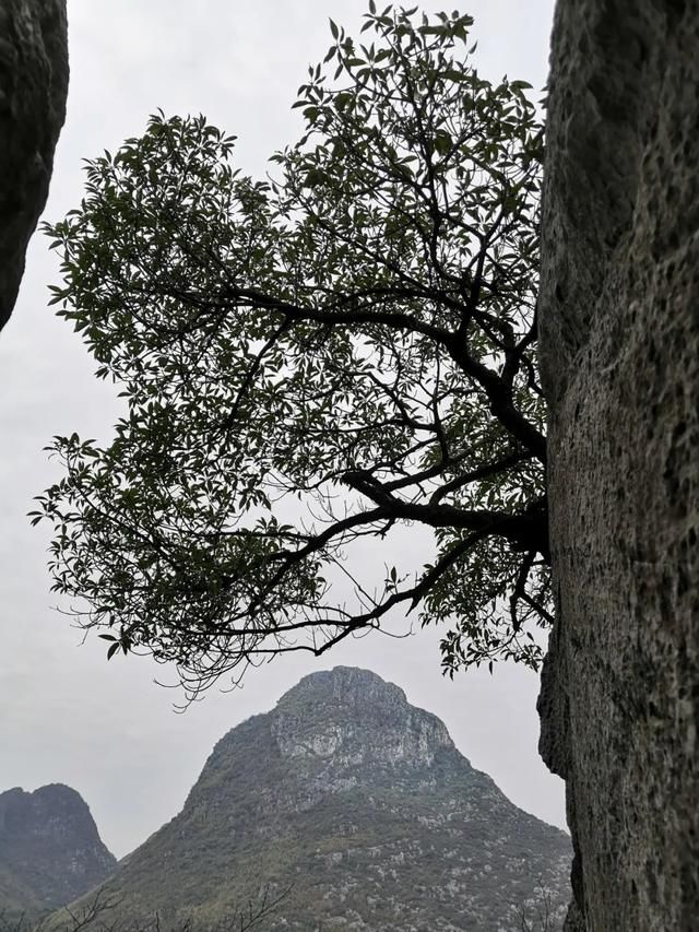 中年|往来临桂经常看到的这座山终于被人揭开了“面纱”！它是……