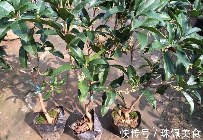 回事|种了3年的桂花都没有开花，是怎么回事？