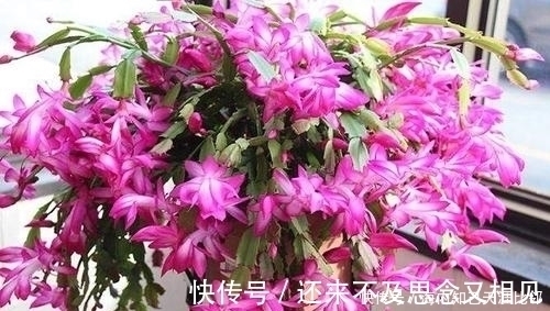 年宵花|蟹爪兰有3怕,及时了解掌握,四季油绿,开出层叠群花!