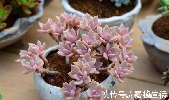 叶片|养多肉就养这8种,皮实又好养,短时间就能变老桩,出状态也很美!