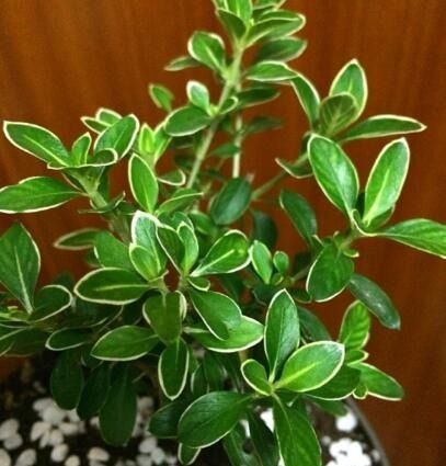 喜欢盆景就养它，1个枝能扦插，6月开花多又美，美过金枝玉叶