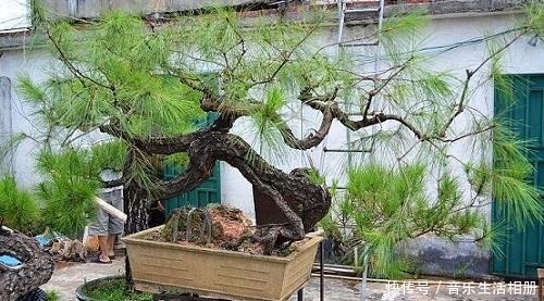 以前的树桩都当柴烧,现在爱花之人当场盆景,一盆比一盆价值高!