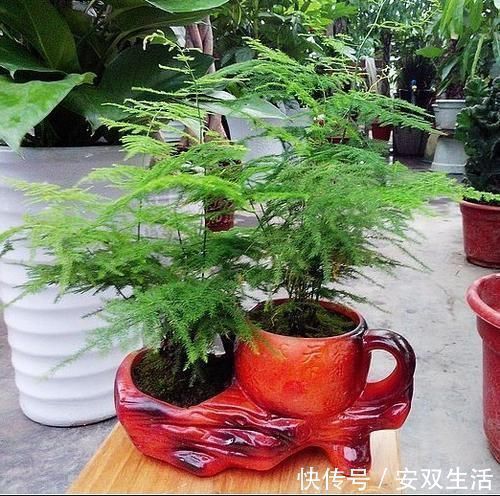 万物生长|几种耐阴花，最怕晒太阳，一晒就黄叶，看看你养了几种