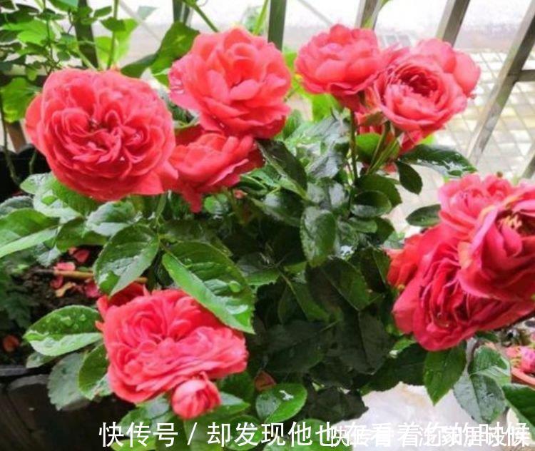 种花|3种花特别适合养客厅,一开就是300多天,关键好养又漂亮!