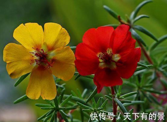 光照|农历7月4日开始,居家养这几款植物,花开还有清香,放阳台美极了