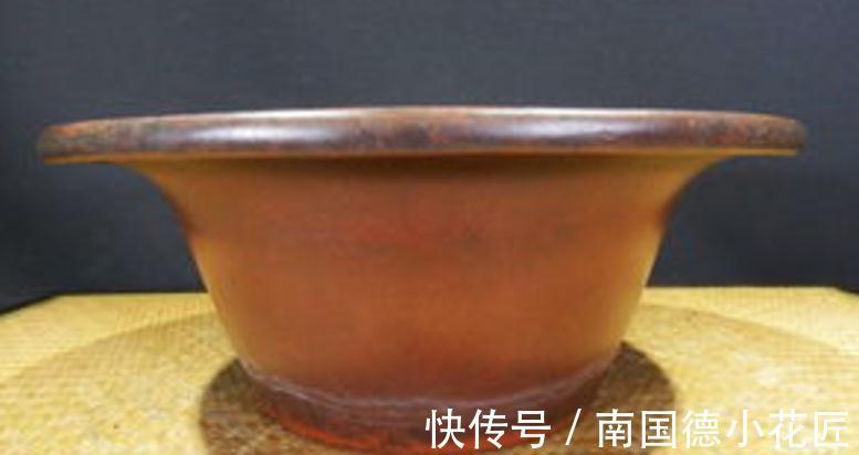 浇水|想要在家养花，想要大富大贵，不如就盆栽它，好活、寓意美