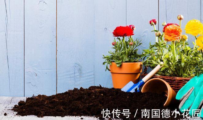 栽种|养花换下来的旧土别扔,加4种东西,比新土还好用