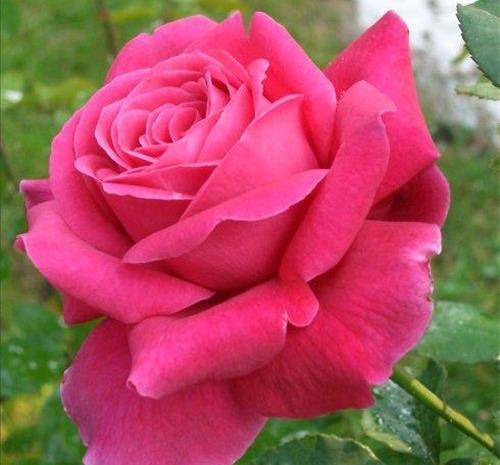 春天里|7种月季,不怕酷夏,30度也开得美,一开上百天,值得入手的品种