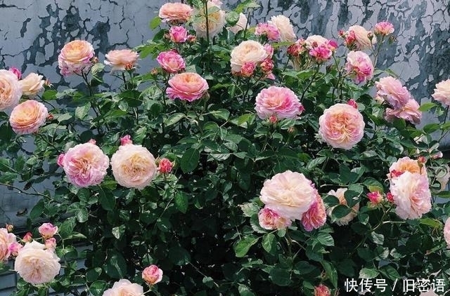 关键|被名字耽误的“香水花”,关键耐热无虫害,单朵能持续绽放小半季