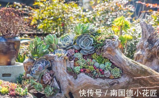 巧克力色|新手选这些“普货”多肉来养,好养又省心,养出状态来也很漂亮