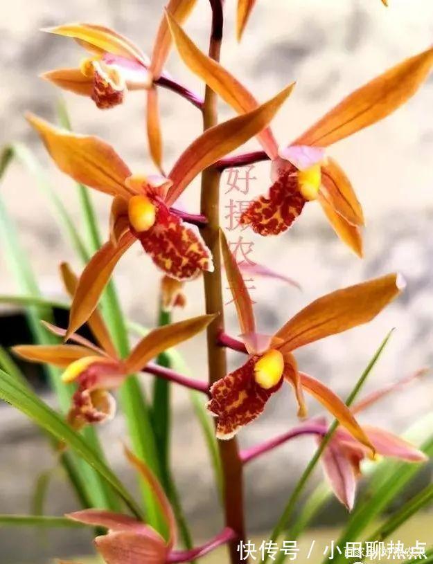 怎样养春兰蕙兰，开花香、花期长3个简单技巧，新手都能做好