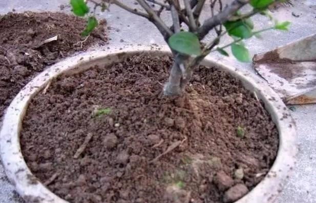 这5种花以后不要买了，很多人被坑了还不知道！