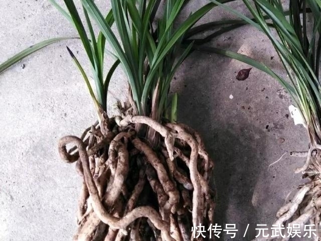 根系|兰花“烂根”了,就用这“4步”,轻松解决,新根长不停!