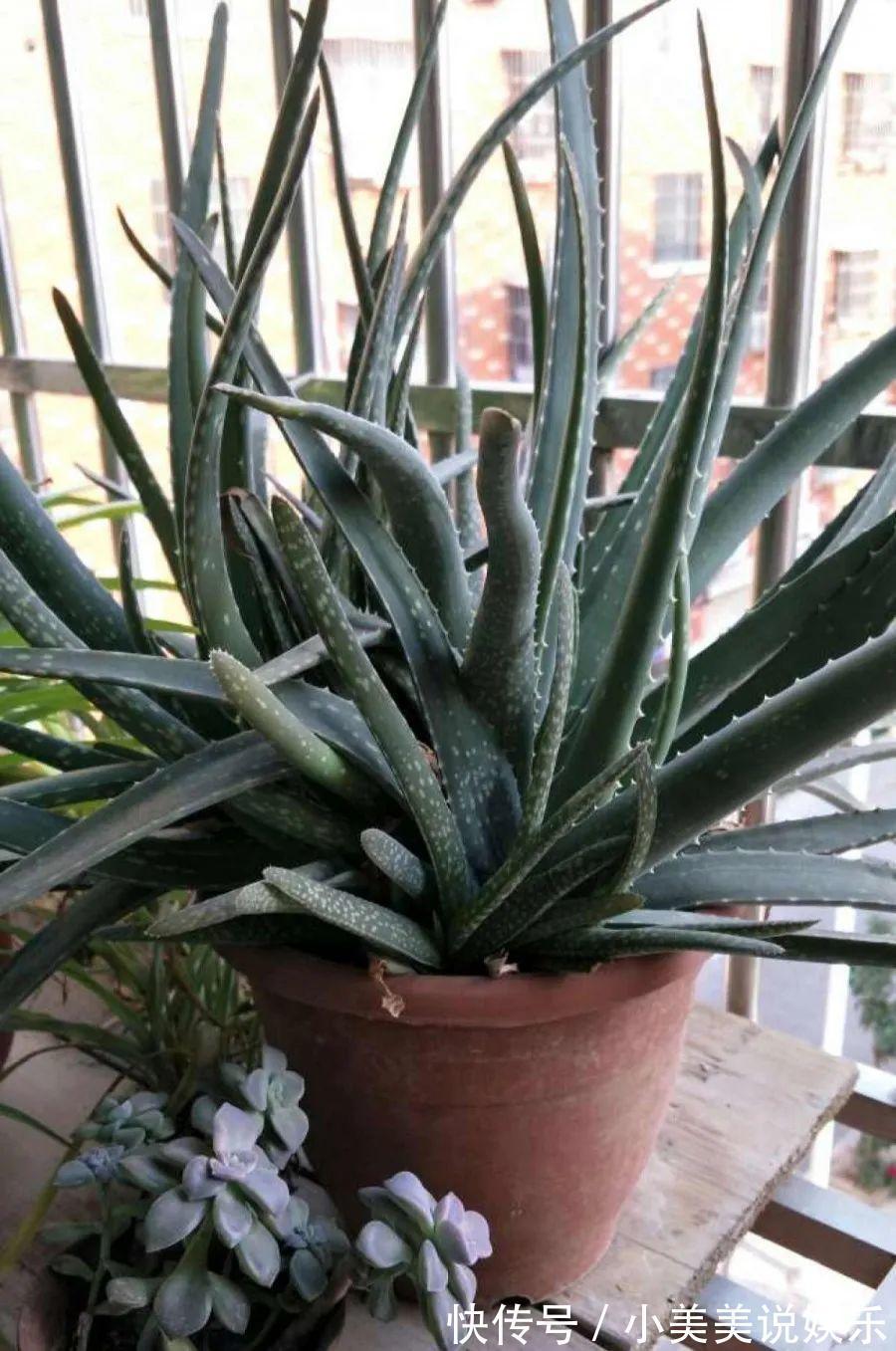 给这花换盆，土里扒出30个崽，根本不用扦插！