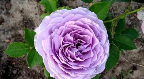  嫌多|20种月季花，美得让人窒息，家里放100盆都不嫌多！