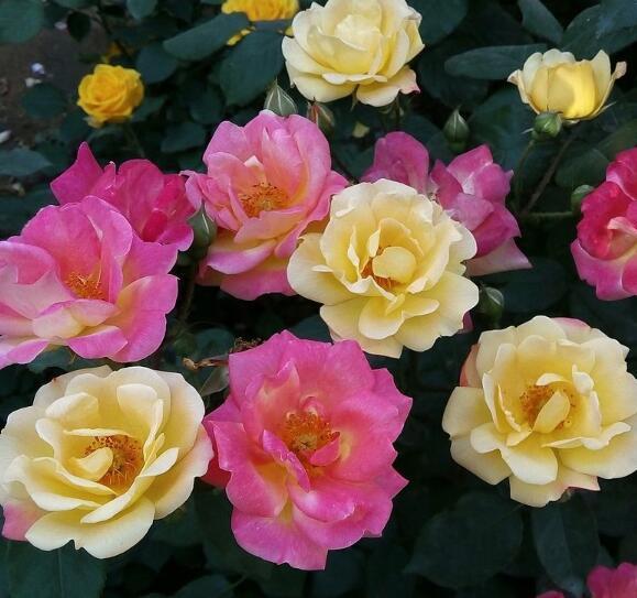 月季花什么时候扦插最好教你3种养护方法,月季花鲜艳又好看