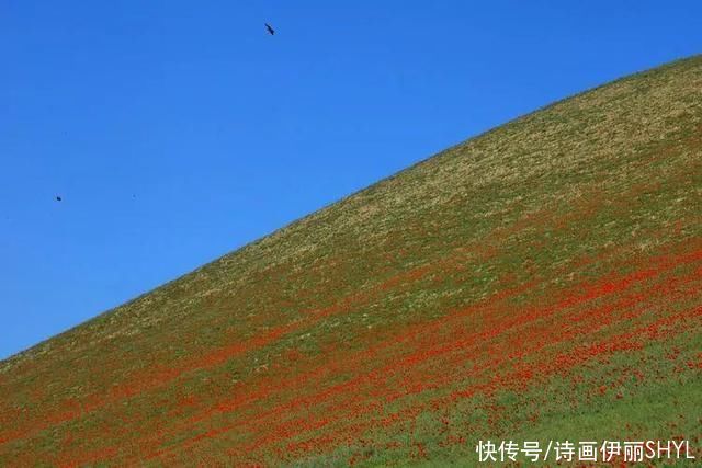 艳压群芳|美丽新疆:天山红花红似火