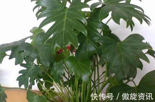 植物|长寿的人家里都养什么花,4种“花”必须要养,而且要多养