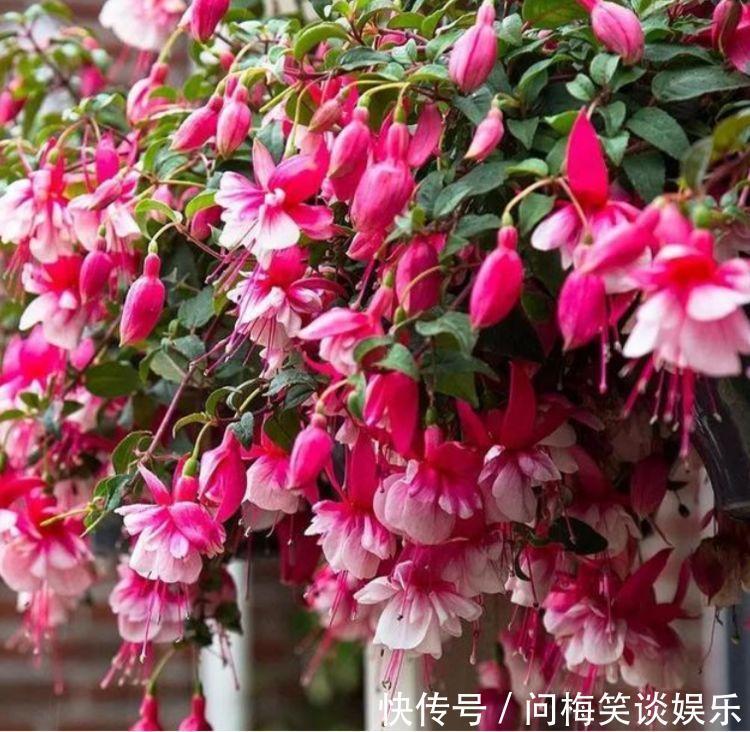 4种花堪称开花机器,好养又漂亮,给水就“疯长”,开花一簇簇