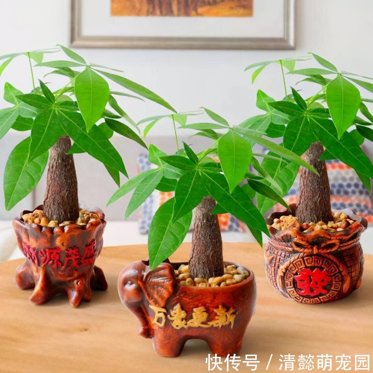 发财树有“三怕两不喜”,难怪怎么都养不活,看了可规避