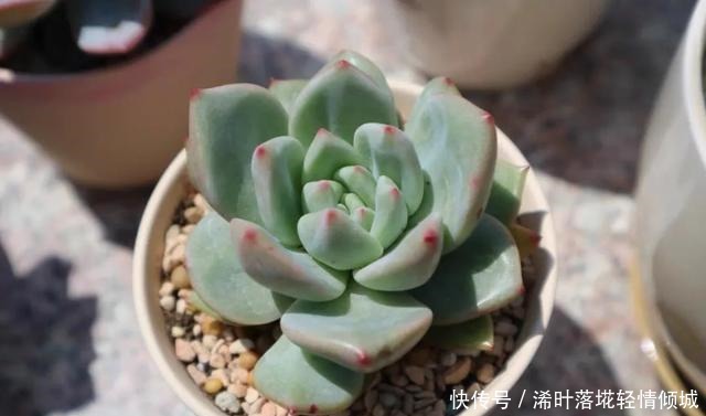 花盆|新手养多肉经常遇到的几个问题,早点知道,就能少走弯路