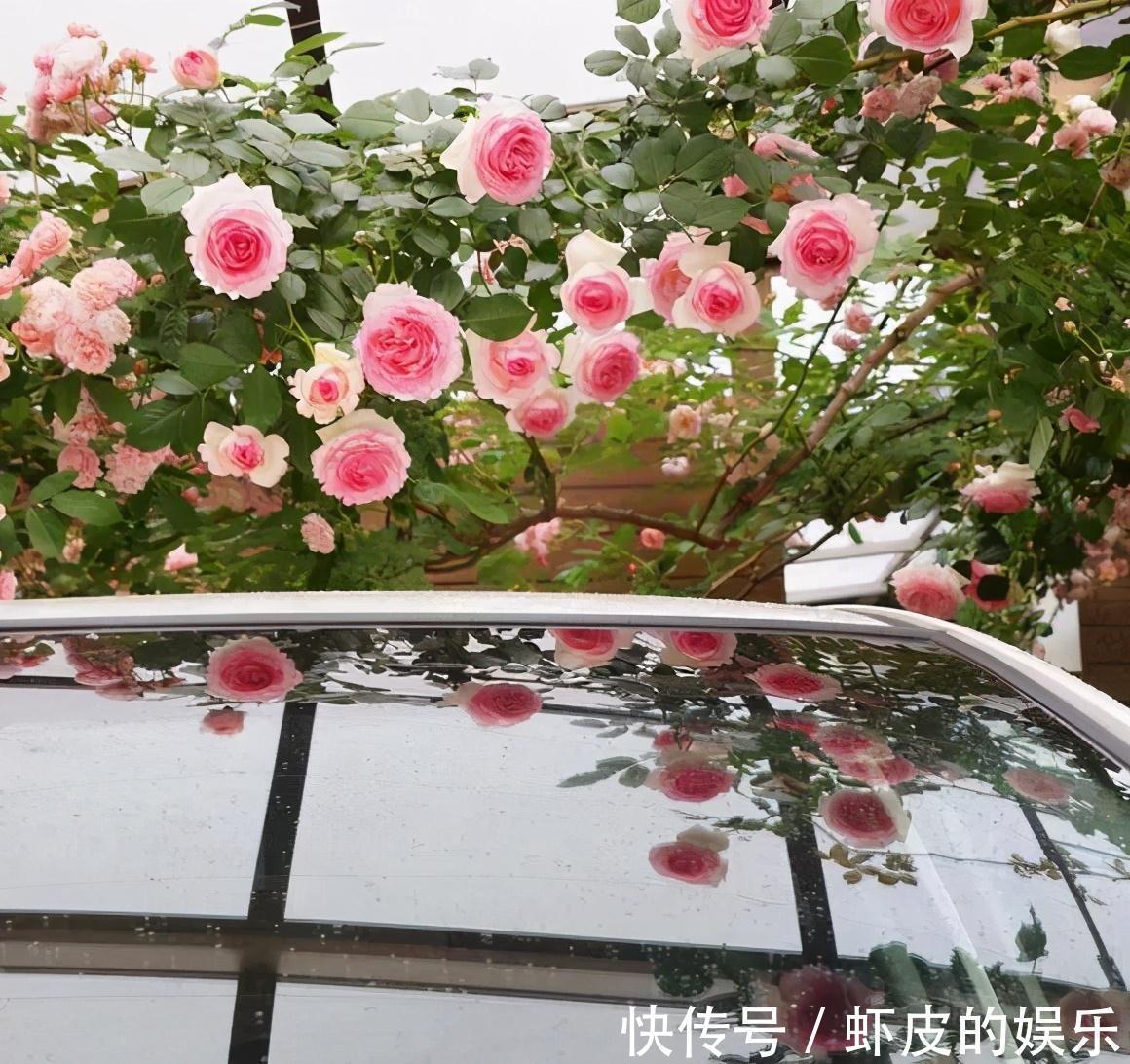 牡丹花|元旦前,“七种花”赶紧搬到阳台上冻一冻,生长茂盛,花苞呼呼冒