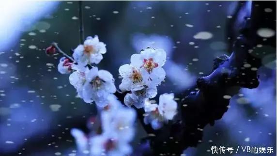 几种很耐寒的花,在冬天依旧开花美艳