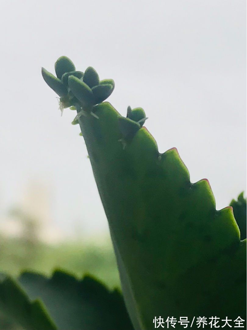 生根|3种入侵植物，落地就生根，拔了还能长，太容易泛滥