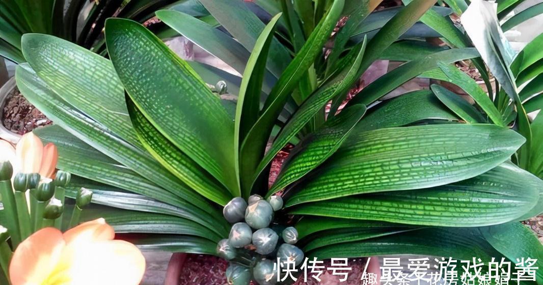 想要君子兰在12月能孕蕾开花,做好这几件事,天冷就能蹿花箭