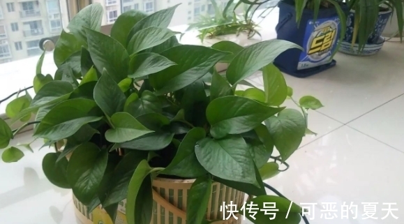 家庭养花:该怎么合理“混搭”蛋壳、白醋?