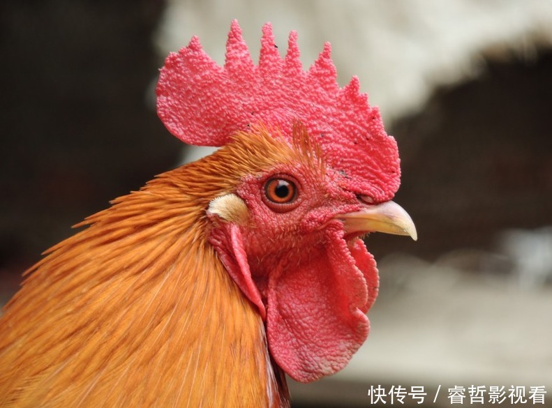 爱吃鸡肉的看看,4个部位没营养没好处,尽量别吃,但很多人爱吃