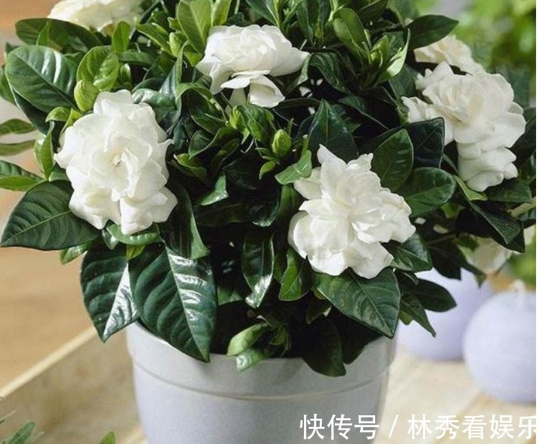 爆盆|栀子花、茶花不会养教你一招,轻松养“爆盆”,看完秒懂