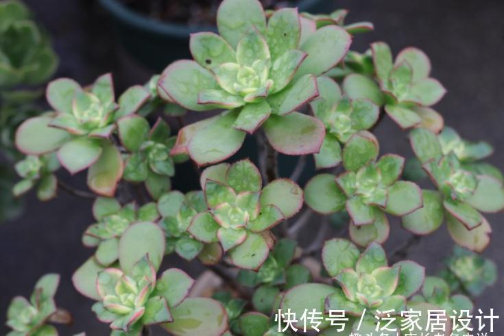 多肉艳日辉和星爆，一个好养到不像法师，另一个则颜值长期在线