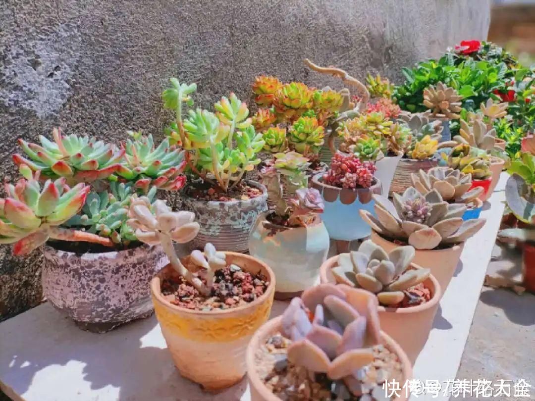 蟹爪兰|立秋后，7种花要“苏醒”，可以放手养了