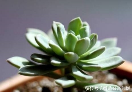 肉肉|老妈嫌弃多肉盆栽不长胖,用了这种方法,肉肉胖的辣眼睛!