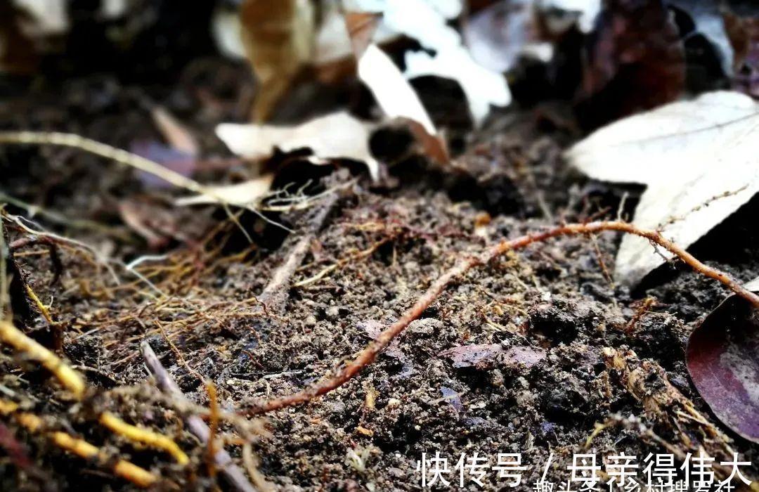 兰菌|松针土的秘密，不在松针，也不在土，很多人种植兰花都用错了