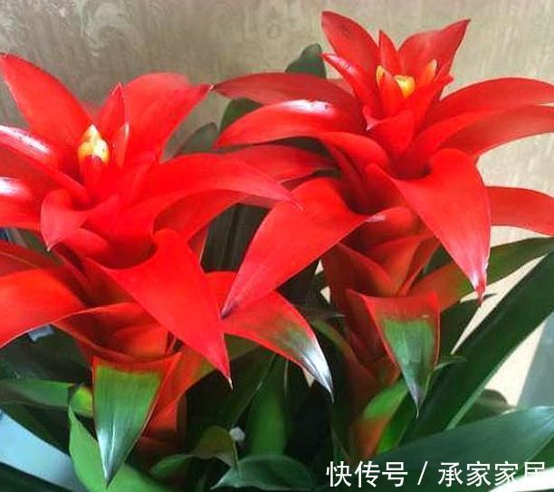 复合肥|推荐8款寓意好的植物，客厅养一盆，皮实好养还有好兆头