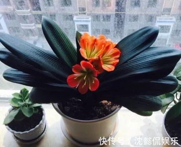 老花农1句话,茶花养的花大叶绿,比看书还长知识!