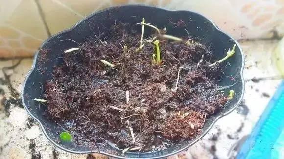 植物|快死的花卉这样做，能轻松起死回生！